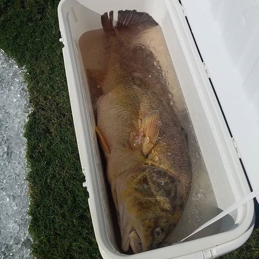 Our buddy Justin Arron shot this world record freshwater drum! 39.65 lbs.!