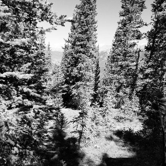 Round 2 chasing elk in Colorado!